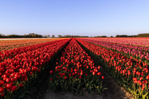 Tulpenveld