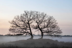 Boom in de mist